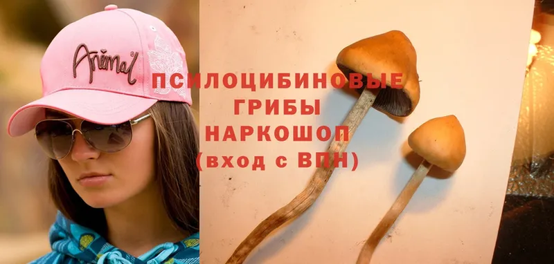 Псилоцибиновые грибы Psilocybine cubensis  где купить наркоту  Костерёво 